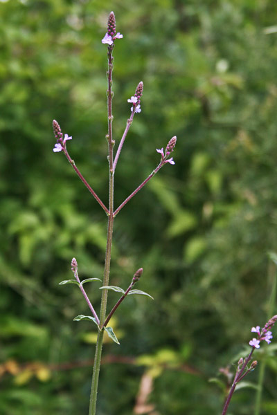 Verbena officinalis, Berbena, Verbena comune, Brebena, Brebene, Berbena, Columbaria, Erbena, Verbena