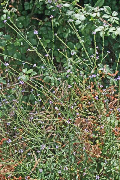 Verbena officinalis, Berbena, Verbena comune, Brebena, Brebene, Berbena, Columbaria, Erbena, Verbena