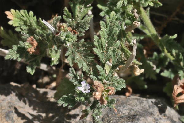 Verbena supina, Verbena minore