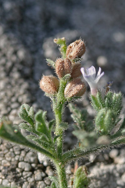 Verbena supina, Verbena minore