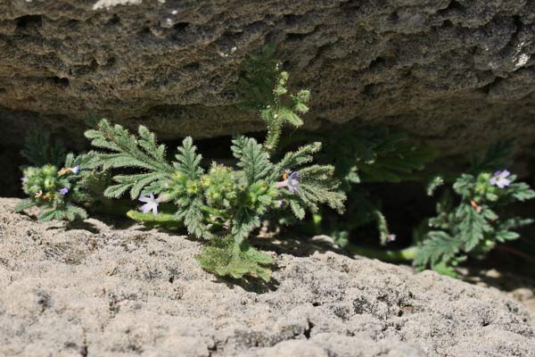 Verbena supina, Verbena minore