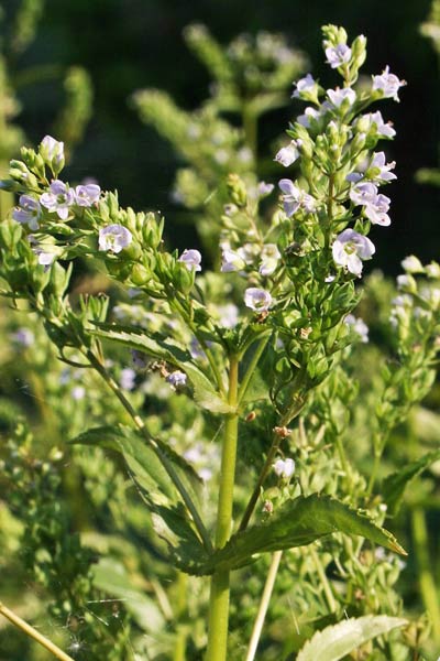 Veronica anagallis-aquatica, Crescione, Erba grassa, Veronica acquatica, Crescione areste, Crescioni aresti, Martutzu aresti