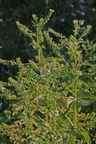 Veronica anagallis-aquatica, Crescione, Erba grassa, Veronica acquatica, Crescione areste, Crescioni aresti, Martutzu aresti