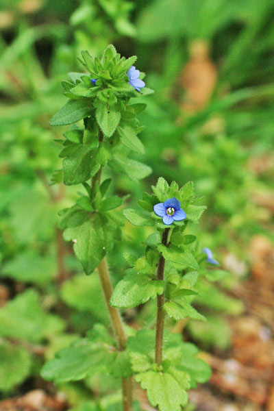 Veronica arvensis, Veronica dei campi, Erba de puddas, Ninì