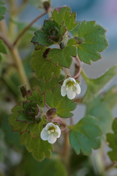 Veronica cymbalaria, Veronica a foglie di Cimbalaria, Erba de puddas, Ninì