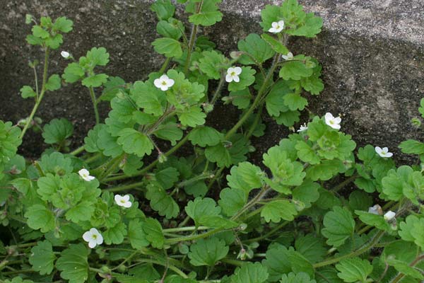 Veronica cymbalaria, Veronica a foglie di Cimbalaria, Erba de puddas, Ninì