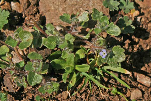 Veronica hederifolia, Veronica con foglie d'Edera