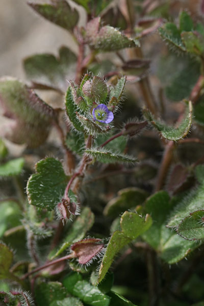 Veronica hederifolia, Veronica con foglie d'Edera