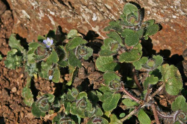 Veronica hederifolia, Veronica con foglie d'Edera