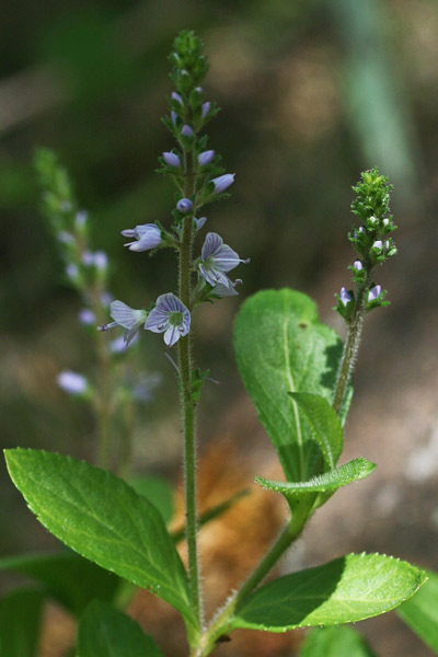 Veronica officinalis, Veronica medicinale, Veronica officinale, Erba de puddas, Ninì