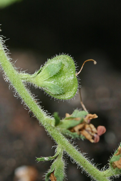 Veronica officinalis, Veronica medicinale, Veronica officinale, Erba de puddas, Ninì