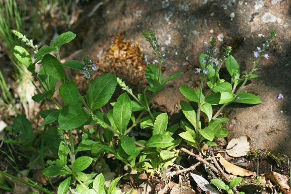 Veronica officinalis, Veronica medicinale, Veronica officinale, Erba de puddas, Ninì