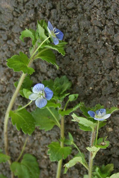 Veronica persica, Veronica comune, Erba de puddas, Ninì