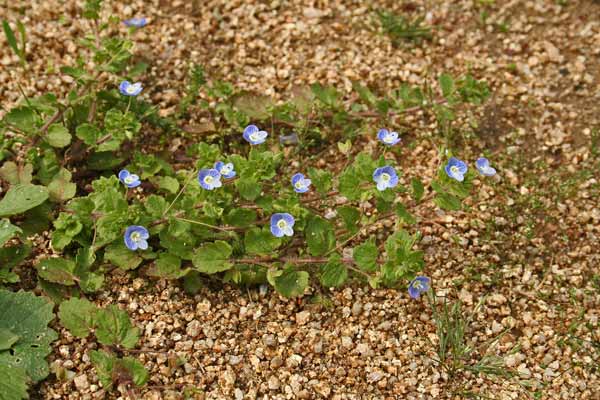 Veronica persica, Veronica comune, Erba de puddas, Ninì