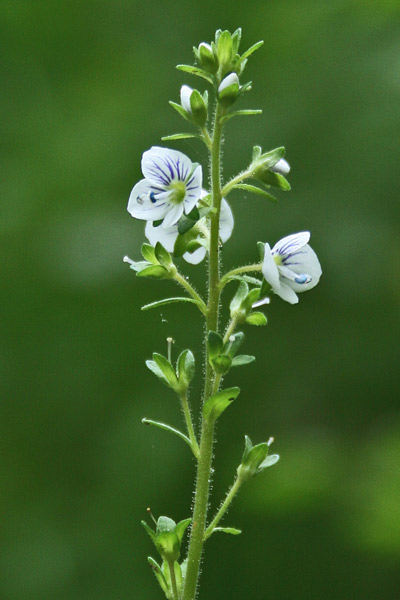 Veronica serpyllifolia, Veronica a foglie di Serpillo, Erba de puddas, Ninì