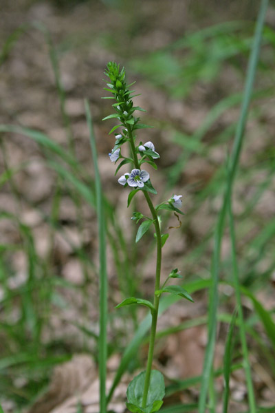 Veronica serpyllifolia, Veronica a foglie di Serpillo, Erba de puddas, Ninì