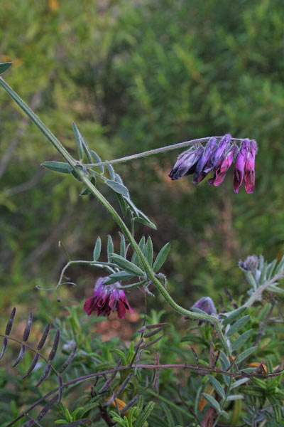 Vicia benghalensis, Veccia del Bengala, Pisu de cuaddu