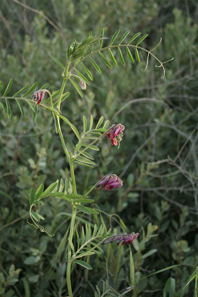 Vicia benghalensis, Veccia del Bengala, Pisu de cuaddu