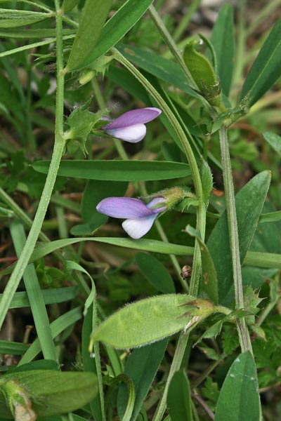 Vicia bithynica, Veccia dentellata, Pisu de coloru