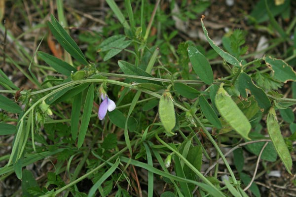 Vicia bithynica, Veccia dentellata, Pisu de coloru