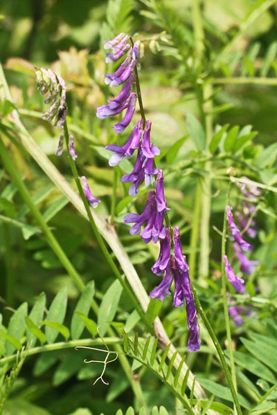 Vicia cracca, Veccia montanina, Faixedda aresti, Intzula, Itera, Letitera