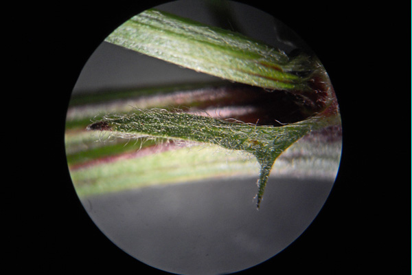 Vicia cracca, Veccia montanina, Faixedda aresti, Intzula, Itera, Letitera