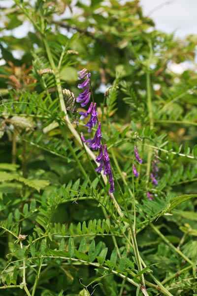 Vicia cracca, Veccia montanina, Faixedda aresti, Intzula, Itera, Letitera