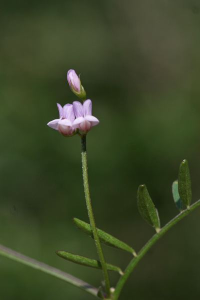 Vicia disperma, Veccia a due semi, Asolu caddinu, Pisu coluvrinu, Pisu de coloru