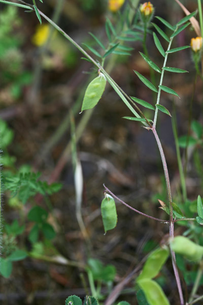 Vicia disperma, Veccia a due semi, Asolu caddinu, Pisu coluvrinu, Pisu de coloru