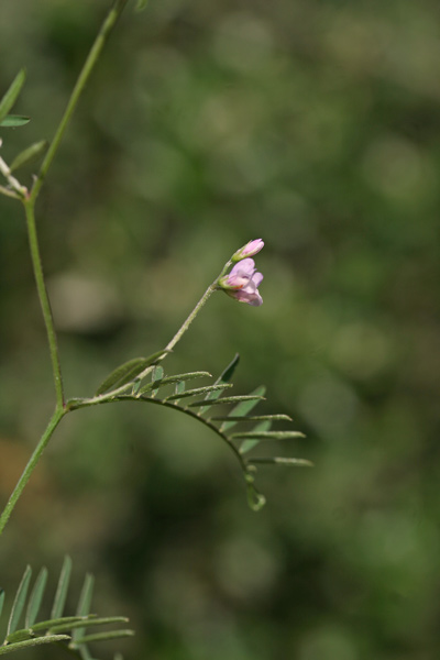 Vicia disperma, Veccia a due semi, Asolu caddinu, Pisu coluvrinu, Pisu de coloru