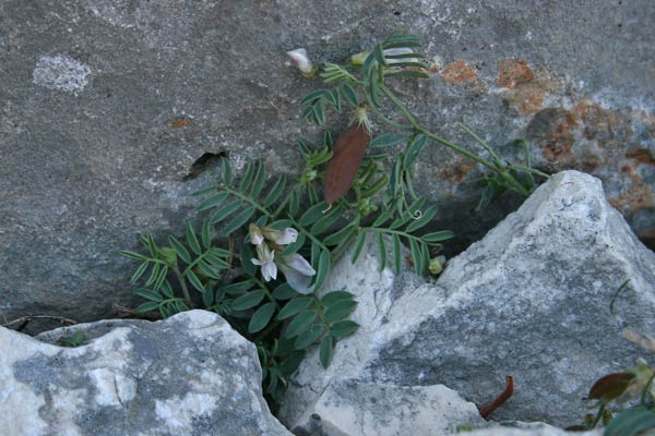 Vicia glauca, Veccia glauca