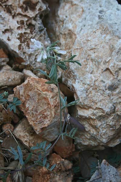 Vicia glauca, Veccia glauca