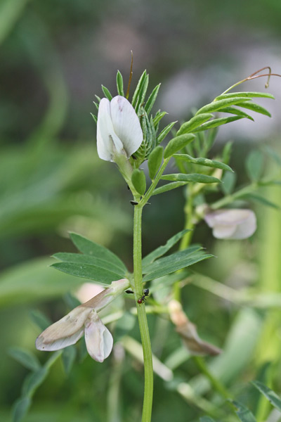 Vicia lutea, Veccia gialla, Itzula