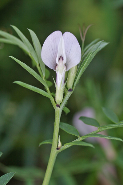 Vicia lutea, Veccia gialla, Itzula