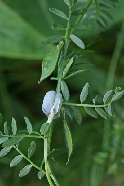 Vicia lutea, Veccia gialla, Itzula