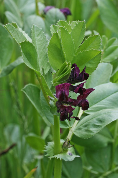 Vicia narbonensis subsp. serratifolia, Veccia di Narbona, Veccia selvatica, Vicia narbonensis subsp. serratifolia, Veccia di Narbona, Veccia selvatica, Bisi-bisi, Bisul de colora, Fa burda, Fava burda, Pisi-pisi de coloras