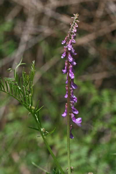 Vicia tenuifolia, Veccia a foglie fini