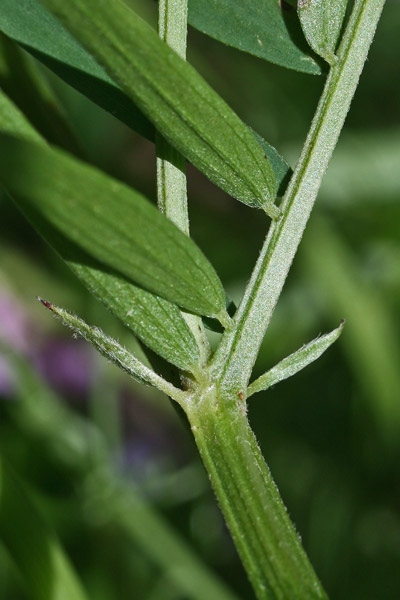 Vicia tenuifolia, Veccia a foglie fini
