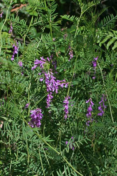 Vicia tenuifolia, Veccia a foglie fini