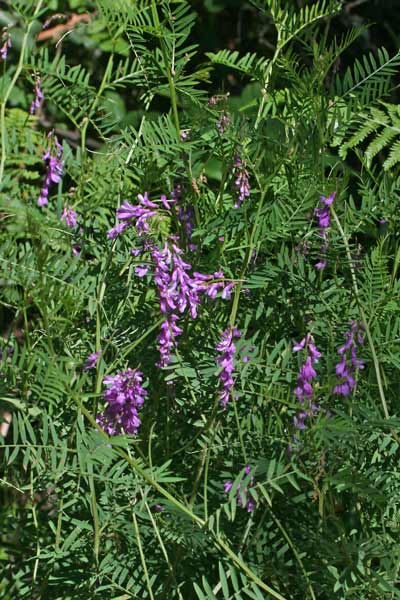 Vicia tenuifolia, Veccia a foglie fini