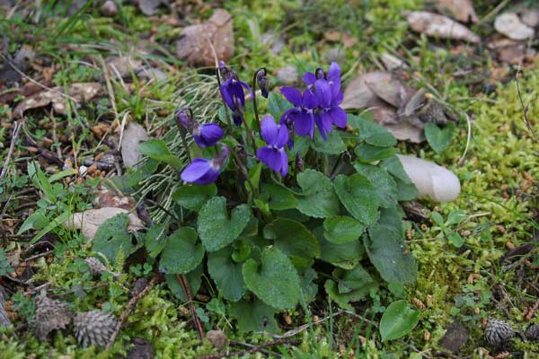 Viola alba subsp. dehnhardtii, Viola di Dehnhardt, V. a foglie scure, Friobas