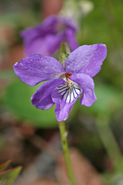 Viola riviniana, Viola di Rivinus, Viola senza odore, Friobas