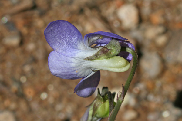 Viola riviniana, Viola di Rivinus, Viola senza odore, Friobas