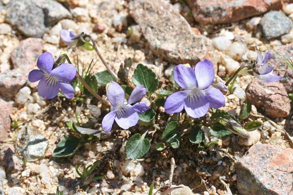 Viola riviniana, Viola di Rivinus, Viola senza odore, Friobas