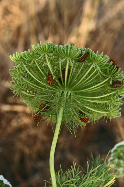 Visnaga daucoides, Bisnaga, Visnaga comune, Cima coritta, Erba pudia, Erba pudida, Erba pudria, Pistinaga aresti, Sprighentis, Zicchiria bianca