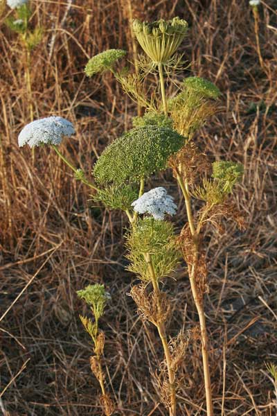 Visnaga daucoides, Bisnaga, Visnaga comune, Cima coritta, Erba pudia, Erba pudida, Erba pudria, Pistinaga aresti, Sprighentis, Zicchiria bianca