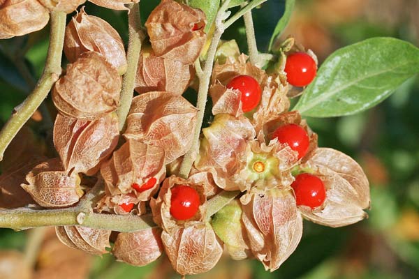 Withania somnifera, Alchechengi falso