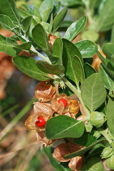 Withania somnifera, Alchechengi falso