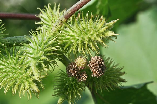 Xanthium orientale, Nappola italiana, Nappola orientale, Lappa italiana, Lappa orientale, Cuscusoni