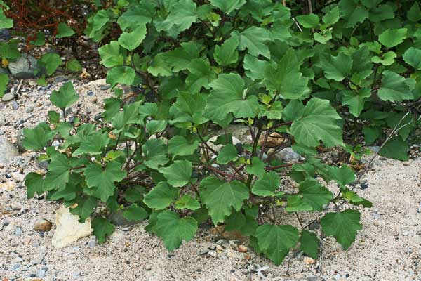 Xanthium orientale, Nappola italiana, Nappola orientale, Lappa italiana, Lappa orientale, Cuscusoni